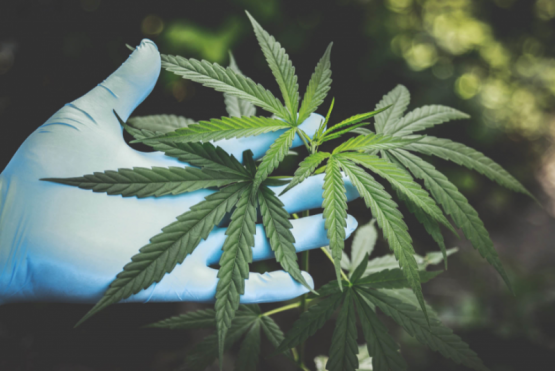 San Pedro tendrá el primer parque industrial de producción de cannabis 