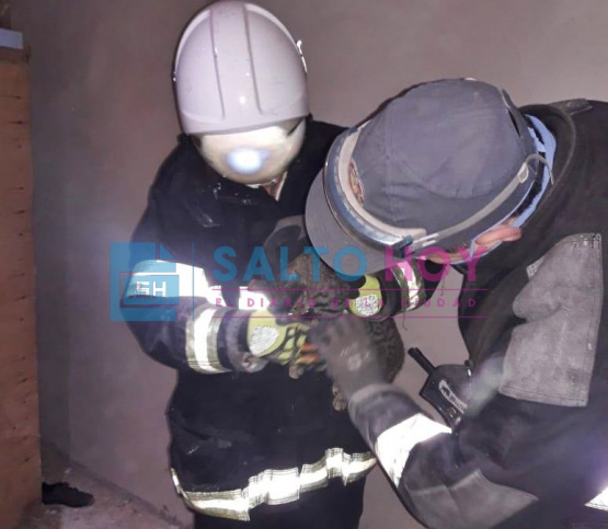 Los bomberos de Salto rescataron a un gato que había quedado atrapado entre dos paredes 