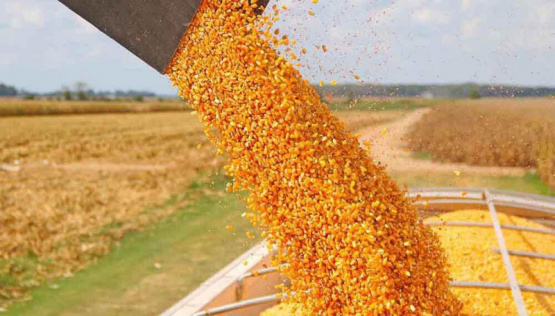 El campo realiza un paro por cierre a exportaciones de maíz