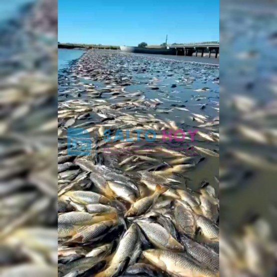 Mortandad de peces en Junín 