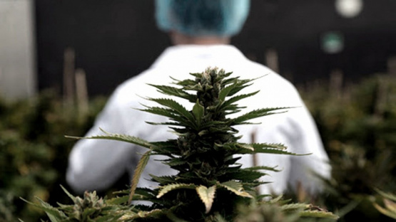 Argentina y Brasil acordaron impulsar la producción y venta del cannabis