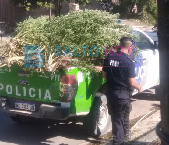 Secuestraron 15 plantas de marihuana en un domicilio